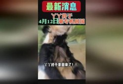 熊猫yy最新爆料消息,揭秘娱乐圈最新动态