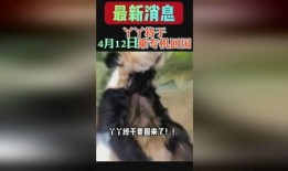 熊猫yy最新爆料消息,揭秘娱乐圈最新动态