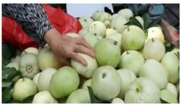 甜瓜最新更新爆料视频,揭秘幕后故事与精彩瞬间