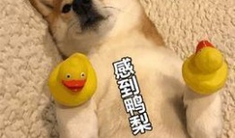 狗狗最新爆料图片表情包,萌态百出，笑点连连