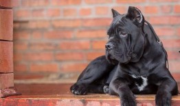 暴怒带土最新爆料大聪明,最新爆料揭示大聪明背后的真相