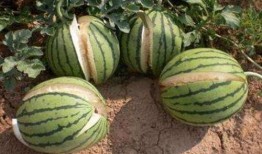 金华最新吃瓜事件爆料是真的吗,真相揭秘还是无端炒作？