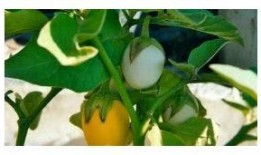 甜瓜最新更新爆料视频,揭秘幕后故事与精彩瞬间