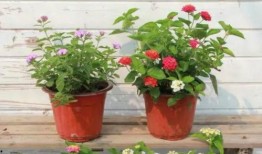 宁波爆料女生事件视频最新,校园疑云再起，真相揭开引关注